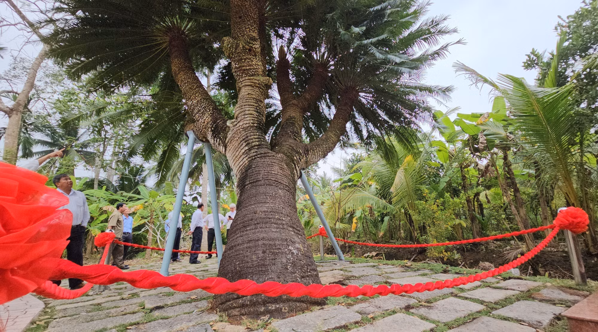 potal-cay-thien-tue-10-ngon-doc-ban-200-tuoi-o-ben-tre-duoc-cong-nhan-cay-di-san-viet-nam-7799994.jpg