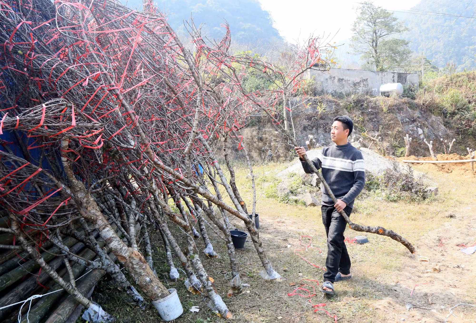 potal-nhieu-ho-dan-o-son-la-co-thu-nhap-cao-tu-trong-dao-7821347.jpg