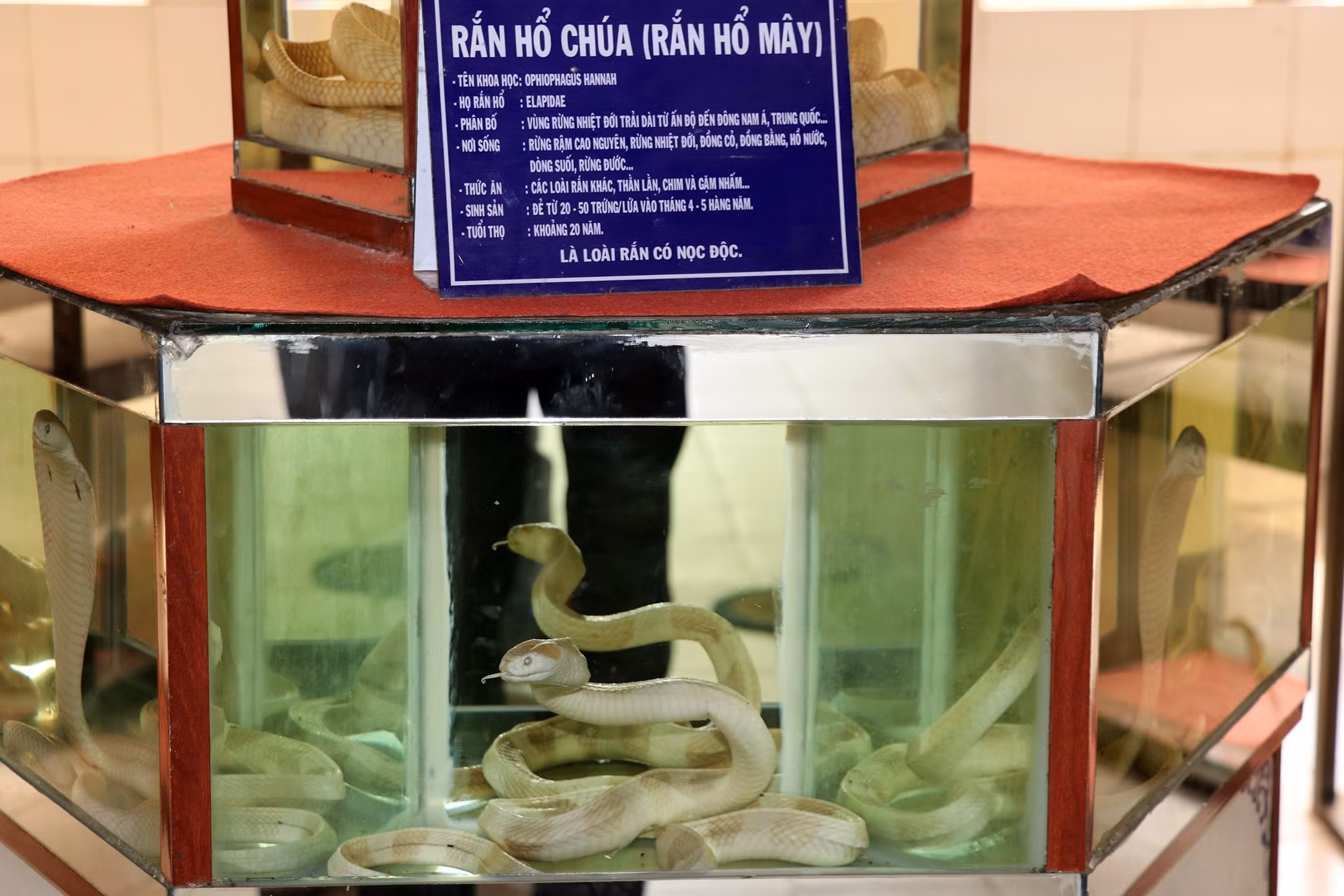 potal-tham-vuong-quoc-ran-doc-nhat-vo-nhi-o-mien-tay-7799575.jpg