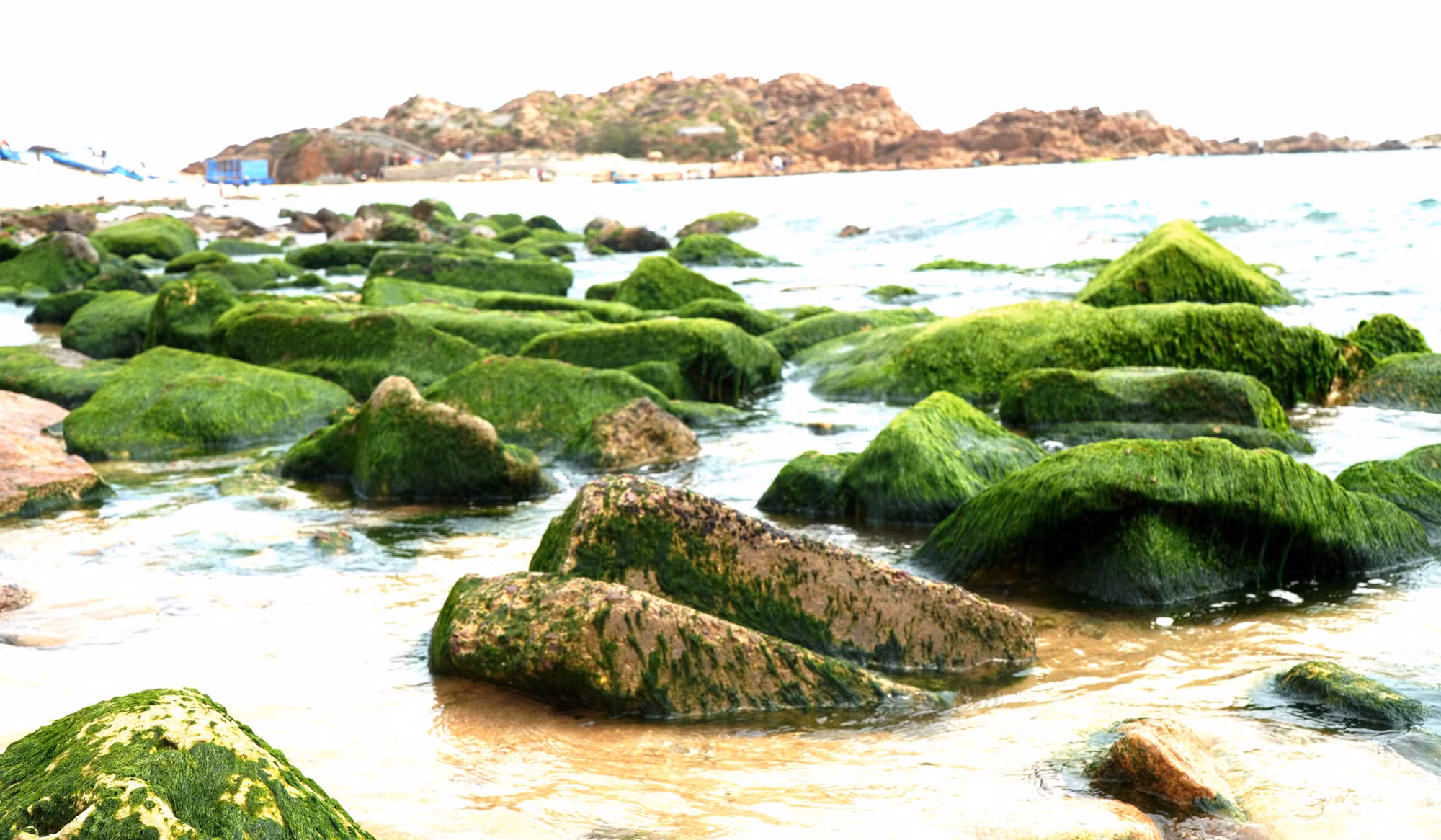 potal-mua-reu-nhon-hai-binh-dinh-7859874.jpg