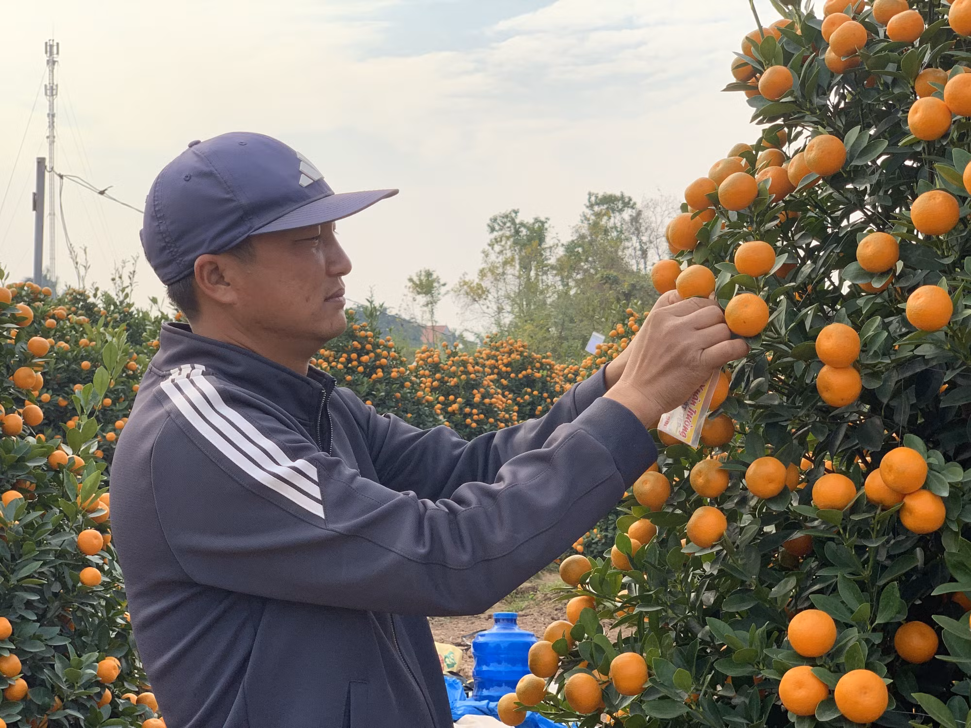Chủ vườn kiểm tra cây bàn giao cho khách. Ảnh: Nguyễn Lành - TTXVN