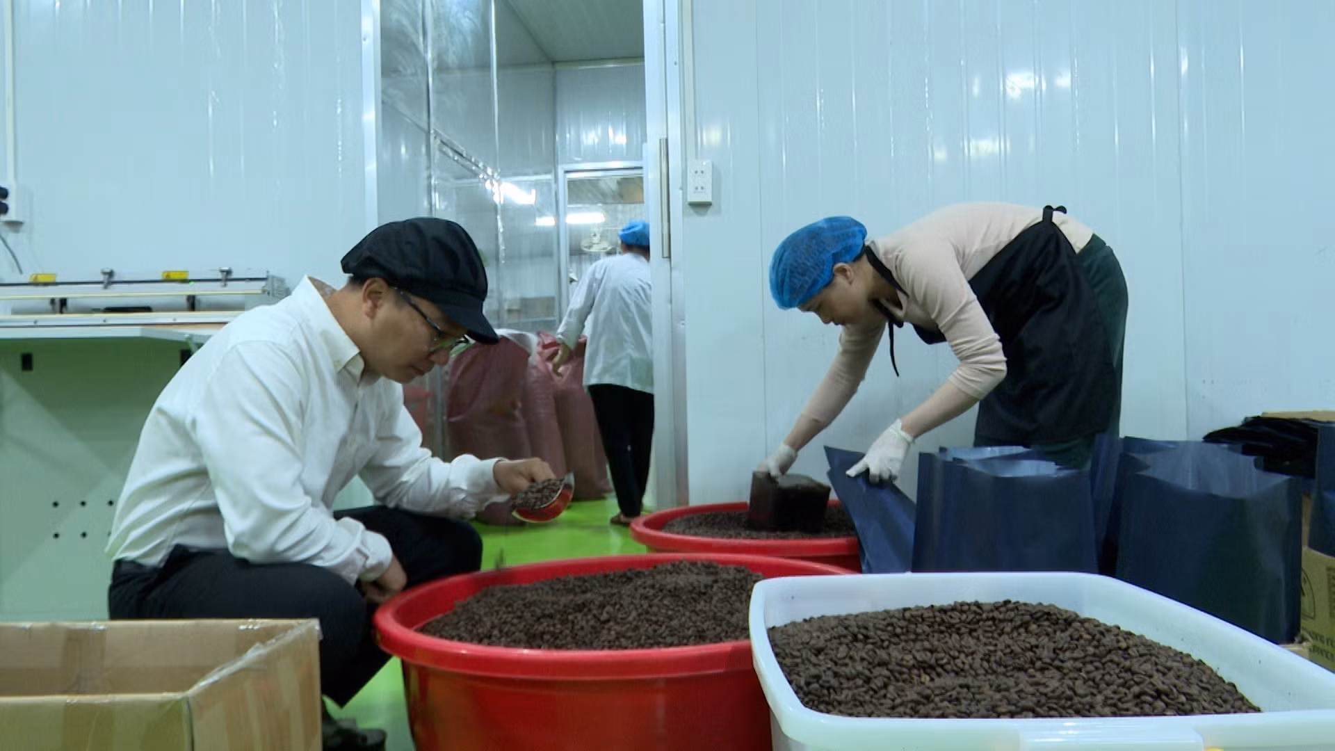 Sản phẩm cà phê Robusta nhân chất lượng cao xuất khẩu của Công ty Cổ phần Cà phê Việt Nam United, Gia Lai. Ảnh: Hoài Nam - TTXVN