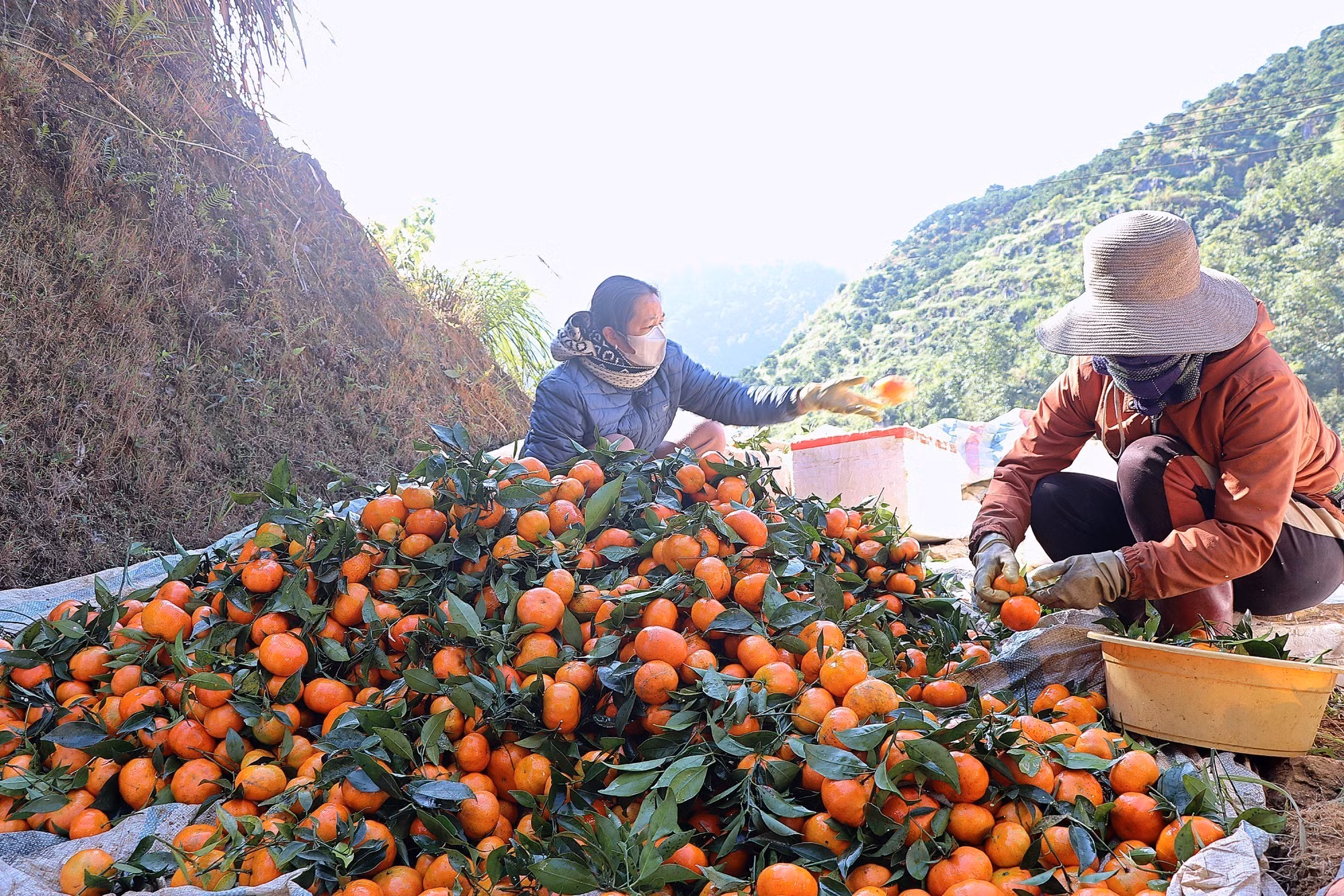 potal-nguoi-dan-hoa-binh-thu-hoach-quyt-co-nam-son-7765280.jpg
