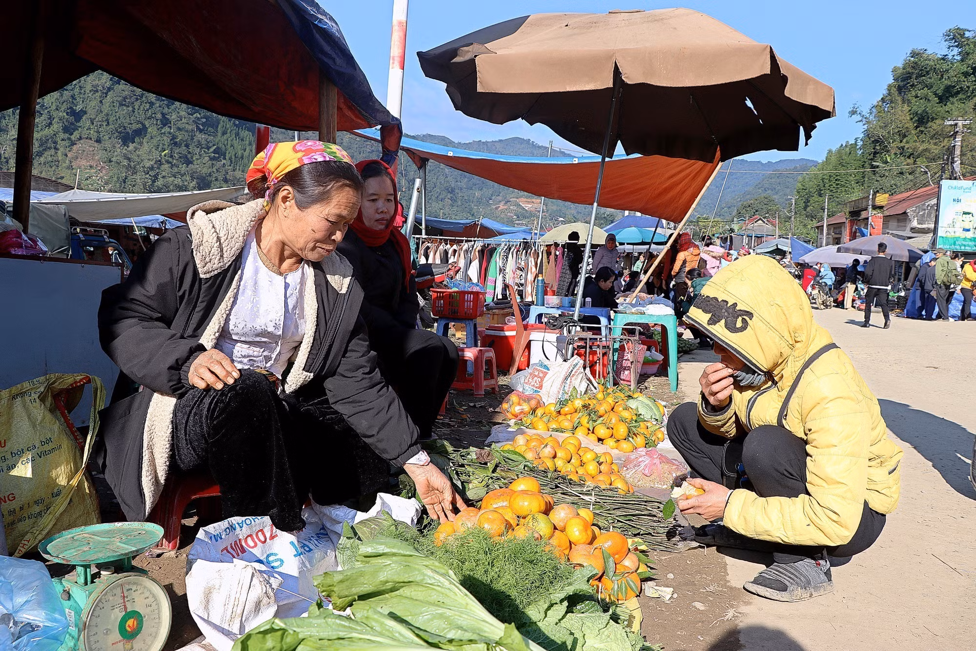 potal-nguoi-dan-hoa-binh-thu-hoach-quyt-co-nam-son-7765273.jpg