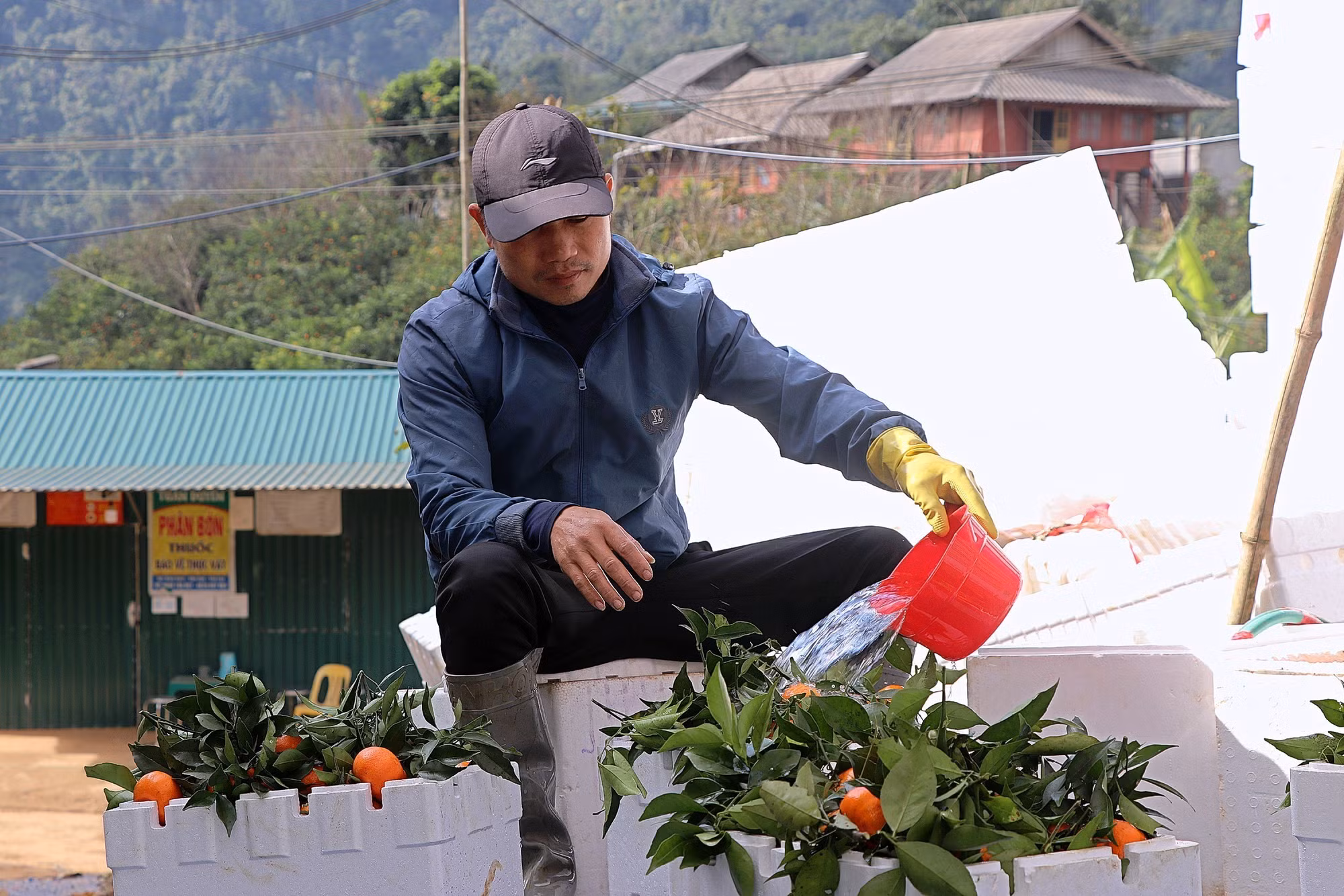 potal-nguoi-dan-hoa-binh-thu-hoach-quyt-co-nam-son-7765275.jpg