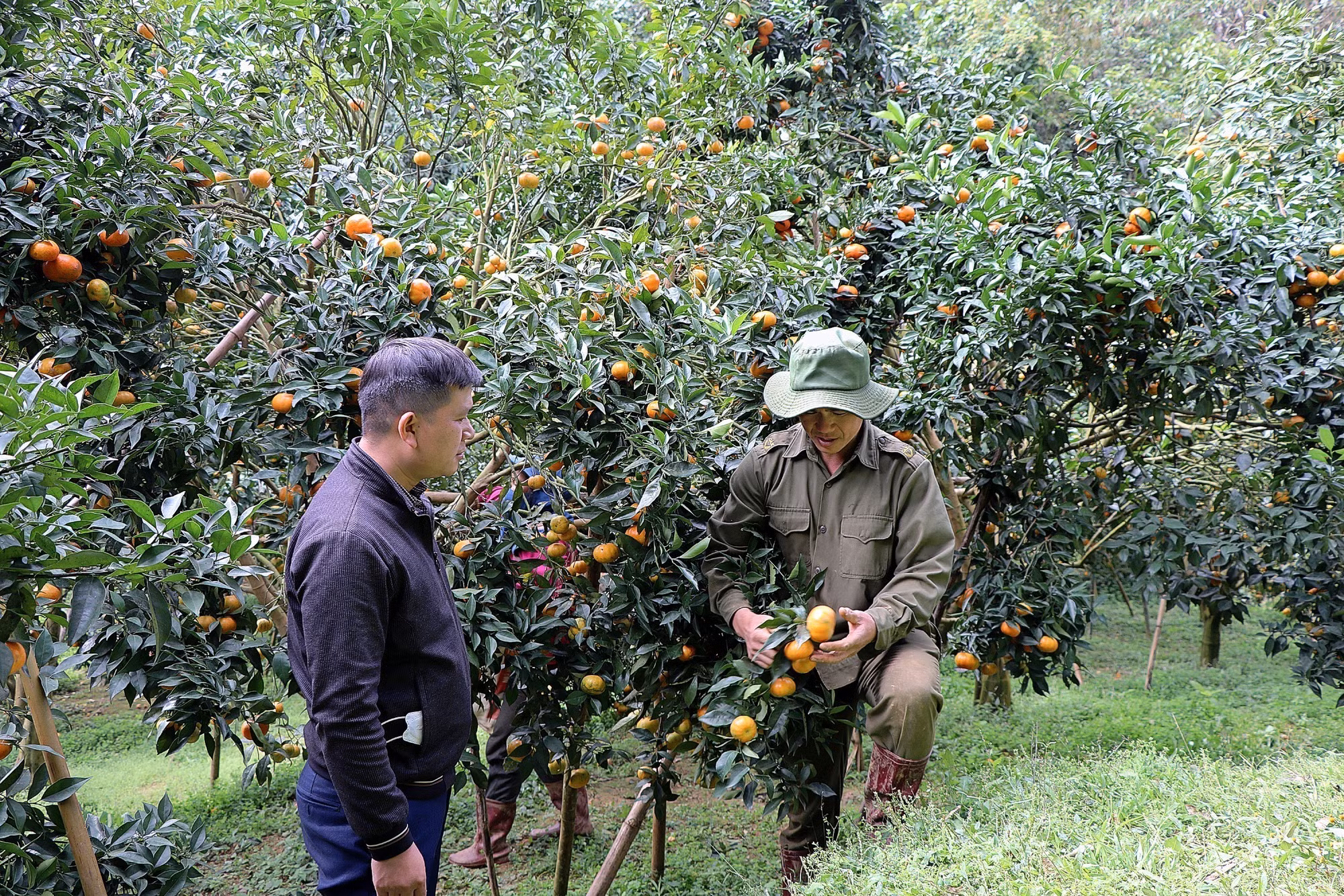 potal-nguoi-dan-hoa-binh-thu-hoach-quyt-co-nam-son-7765290.jpg