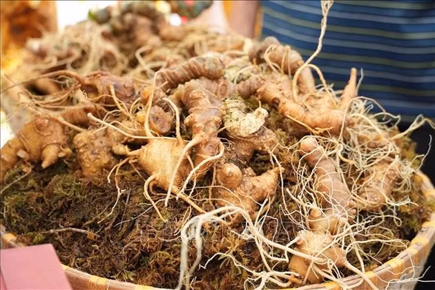 Liên kết 'bốn nhà' để nâng tầm giá trị sâm Lai Châu