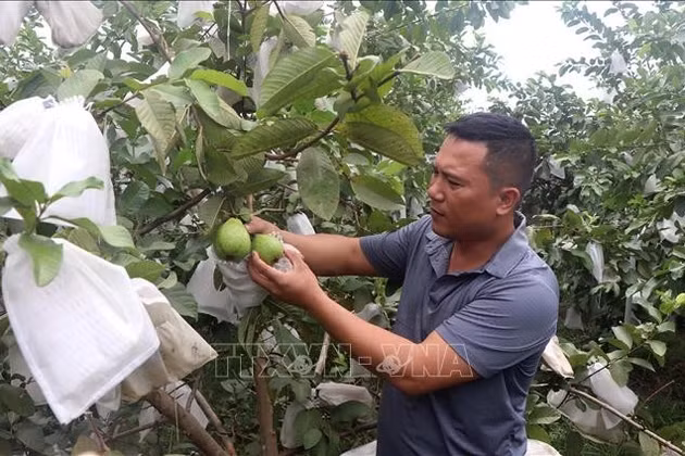 Làm giàu từ cây ổi không hạt ở xã miền Tây xứ Nghệ