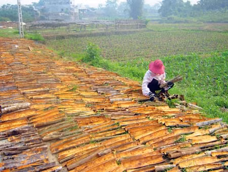 Vị thế chủ lực của cây quế Văn Yên ảnh 1