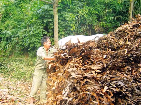 Vị thế chủ lực của cây quế Văn Yên ảnh 2