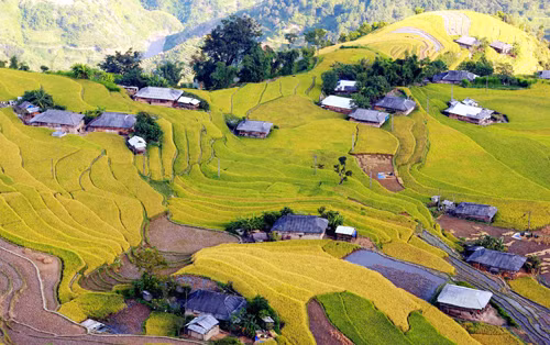 Mùa vàng vùng cao ảnh 1