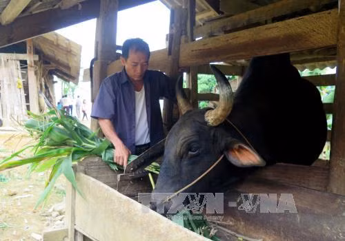 'Phao cứu sinh' cho người nghèo ở Na Hang ảnh 1