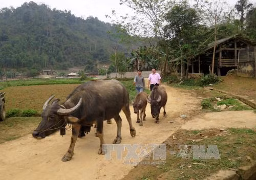 'Phao cứu sinh' cho người nghèo ở Na Hang ảnh 2