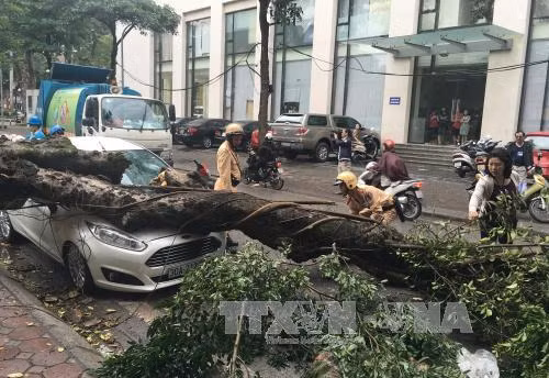 Cảnh báo cây xanh gãy đổ trong dông lốc tại Hà Nội ảnh 1
