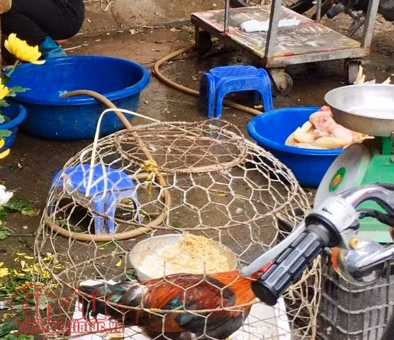 Phớt lờ lệnh cấm, vẫn vô tư giết mổ gia cầm tại chợ dân sinh ảnh 1