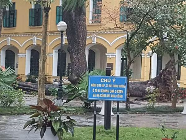 Hà Nội: Cây cổ thụ bật gốc vì gió xoáy, 4 học sinh Chu Văn An nhập viện ảnh 1