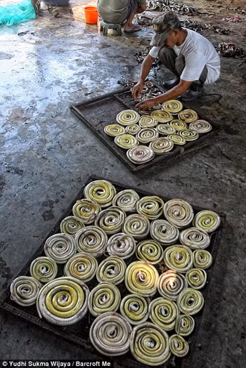 Kinh hoàng trại lột da rắn làm túi ở Indonesia ảnh 7