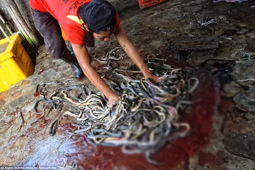 Kinh hoàng trại lột da rắn làm túi ở Indonesia ảnh 6