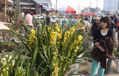 Phát triển hoa cây cảnh thành nghề “mũi nhọn” ảnh 1