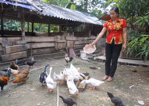 Thoát nghèo nhờ dám nghĩ dám làm ảnh 1