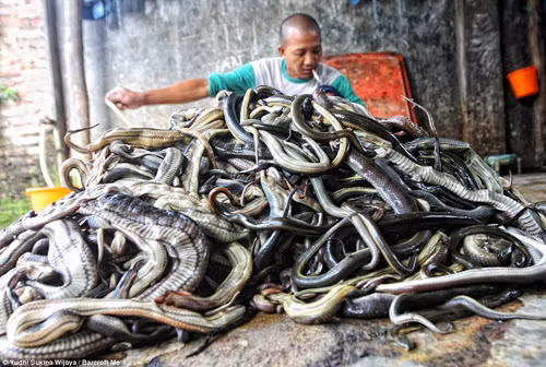 Kinh hoàng trại lột da rắn làm túi ở Indonesia ảnh 2