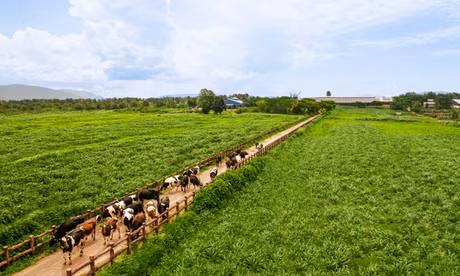 Chuẩn chất lượng được Vinamilk mở rộng trên toàn chuỗi, từ nguyên liệu, trang trại đến sản xuất và thành phẩm. Ảnh: Vi Nam