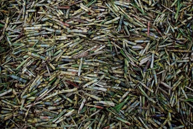 Sản lượng đường của Cuba sẽ chạm mức thấp kỷ lục trong niên vụ này ảnh 1