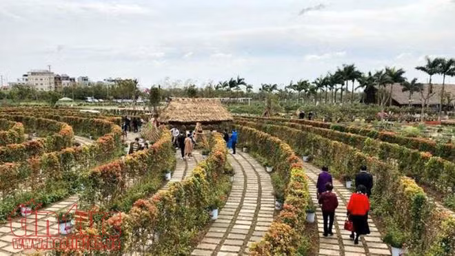 Lạc bước trong mê cung hoa khổng lồ, được tạo bằng 12.000 cây hồng lộc ảnh 2