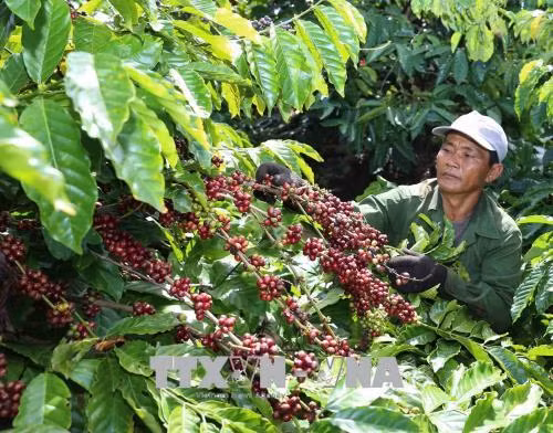 Sắp xếp, đổi mới các công ty nông, lâm nghiệp - Bài cuối ảnh 2