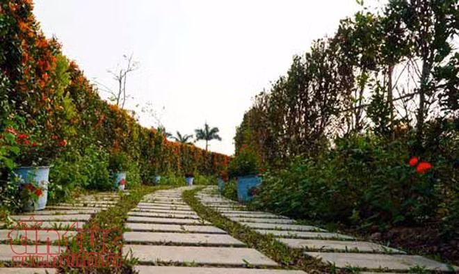 Lạc bước trong mê cung hoa khổng lồ, được tạo bằng 12.000 cây hồng lộc ảnh 1