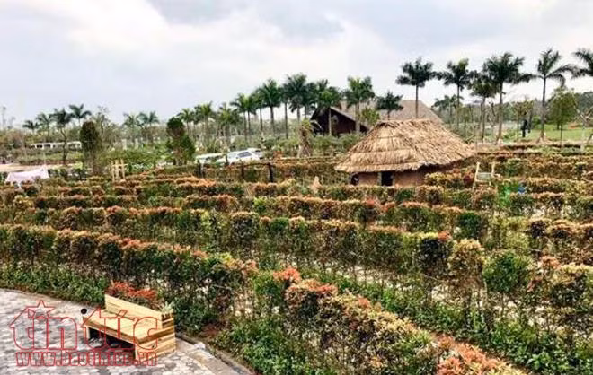 Lạc bước trong mê cung hoa khổng lồ, được tạo bằng 12.000 cây hồng lộc ảnh 4