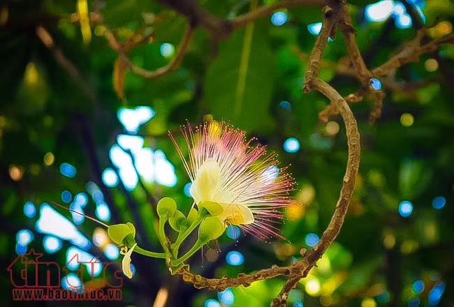 Ngắm hoa bàng vuông khoe sắc ở trung tâm TP Hồ Chí Minh ảnh 3