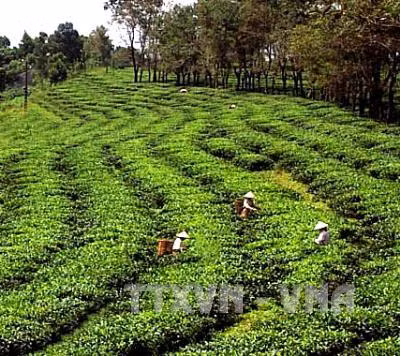 Sắp xếp, đổi mới các công ty nông, lâm nghiệp - Bài cuối ảnh 1