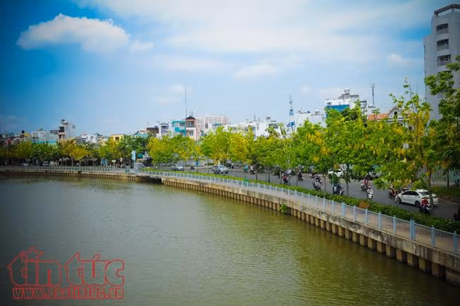 Ngắm hoa Osaka khoe sắc vàng rực trên đường Hoàng Sa, Trường Sa ảnh 15