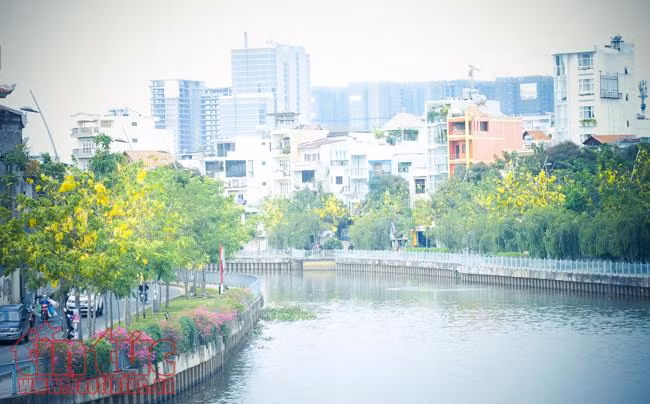 Ngắm hoa Osaka khoe sắc vàng rực trên đường Hoàng Sa, Trường Sa ảnh 1