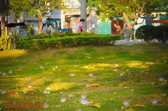 Ngắm hoa bàng vuông khoe sắc ở trung tâm TP Hồ Chí Minh ảnh 9