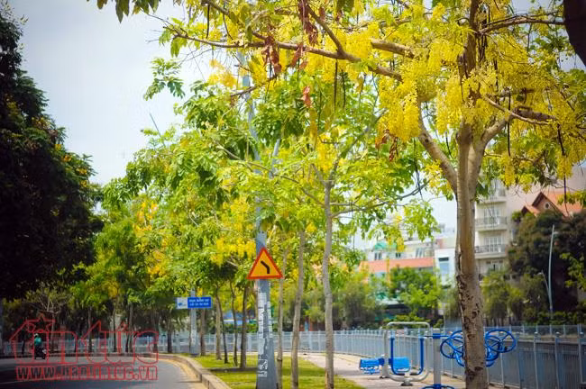 Ngắm hoa Osaka khoe sắc vàng rực trên đường Hoàng Sa, Trường Sa ảnh 4