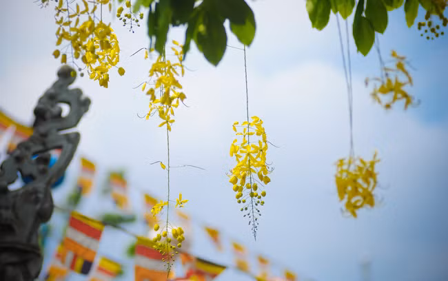 Ngắm hoa Osaka khoe sắc vàng rực trên đường Hoàng Sa, Trường Sa ảnh 8