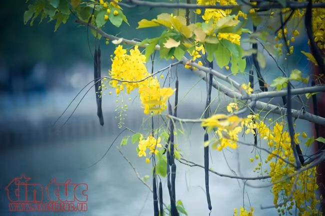 Ngắm hoa Osaka khoe sắc vàng rực trên đường Hoàng Sa, Trường Sa ảnh 6