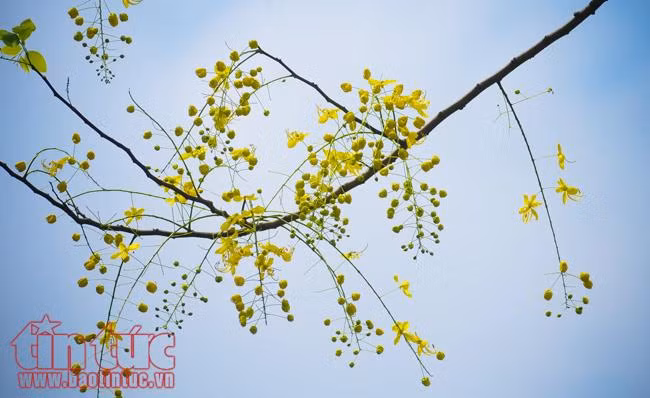Ngắm hoa Osaka khoe sắc vàng rực trên đường Hoàng Sa, Trường Sa ảnh 9
