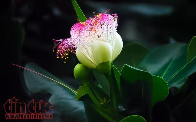 Ngắm hoa bàng vuông khoe sắc ở trung tâm TP Hồ Chí Minh ảnh 2