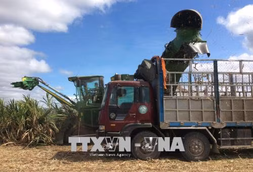 Tây Nguyên loay hoay tìm hướng đi cho cây mía ảnh 1