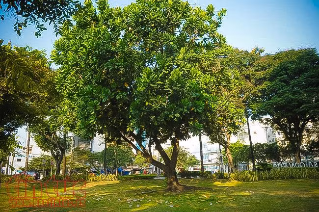 Ngắm hoa bàng vuông khoe sắc ở trung tâm TP Hồ Chí Minh ảnh 1