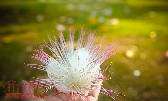 Ngắm hoa bàng vuông khoe sắc ở trung tâm TP Hồ Chí Minh ảnh 10