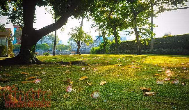 Ngắm hoa bàng vuông khoe sắc ở trung tâm TP Hồ Chí Minh ảnh 5