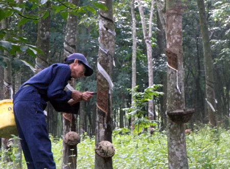 Đổi mới công nghiệp chế biến - Bài 2: Cao su thiệt đơn, thiệt kép vì xuất thô ảnh 1