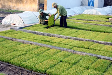 Gỡ khó cho những cánh đồng mẫu lớn ở Phú Thọ ảnh 1