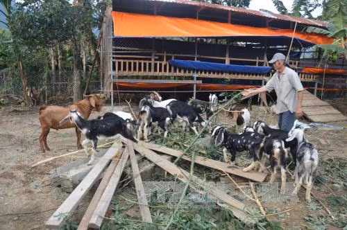 Hòa Bắc, nơi nùa Xuân đến sớm ảnh 1
