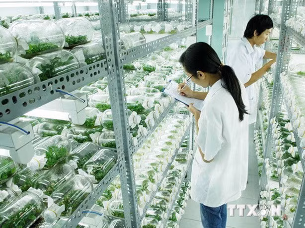 Năng suất nông nghiệp tăng chậm hơn các nước cùng trình độ trong khu vực ảnh 1