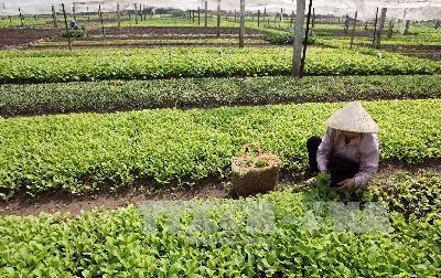 Hướng tới đầu tư phát triển nông nghiệp công nghệ cao ảnh 1